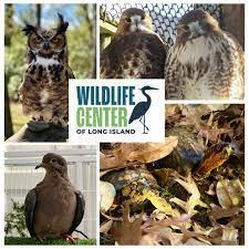 Join the team from the Wildlife Center of Long Island as they talk about the rescue and rehabilitation work done by the organization! This a fun, interactive program for everyone. We hope to see you there. 