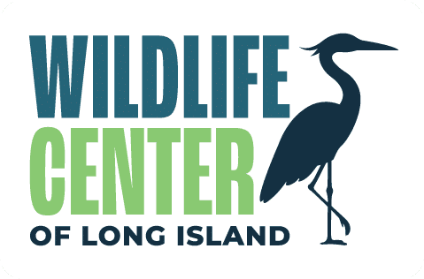  Join us as we meet and learn about some animal) from the Wildlife Center of Long Island.